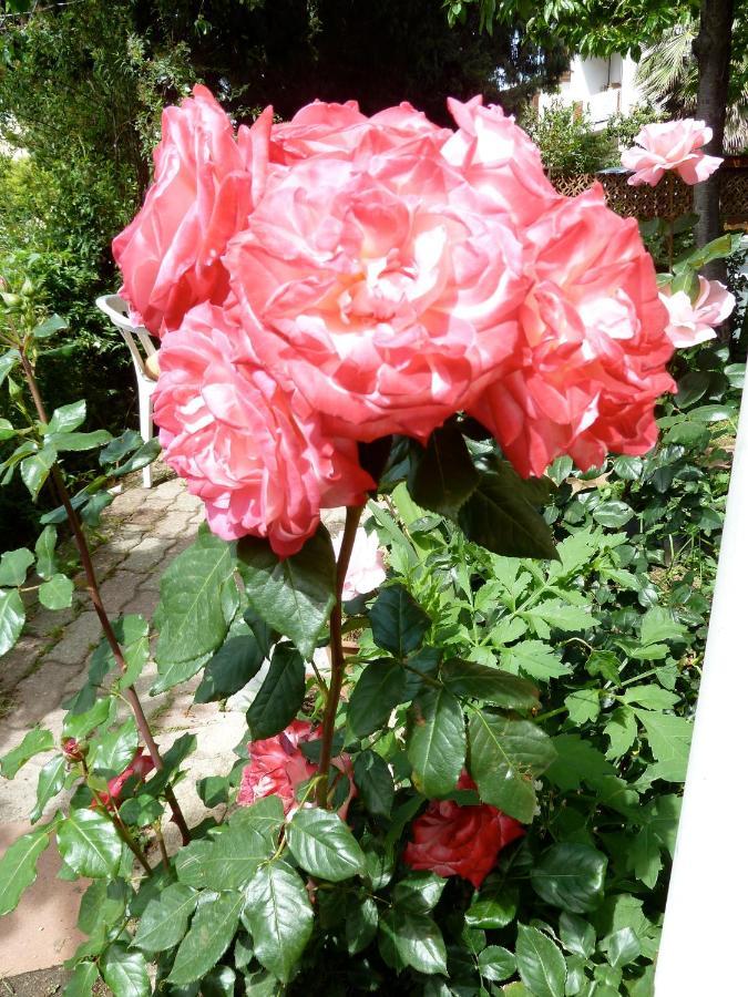Bb Le Violette Bed and Breakfast Tortolì Buitenkant foto